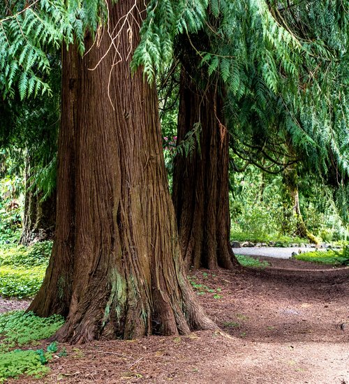 path through the cedars  trees  forest