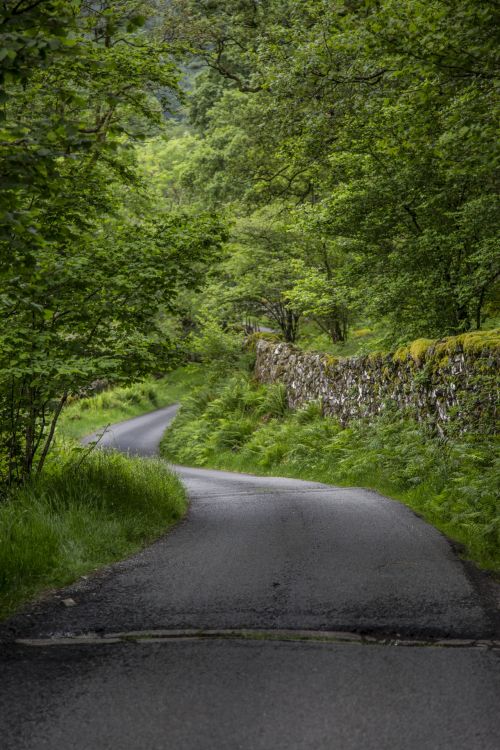 Path Through The Forest