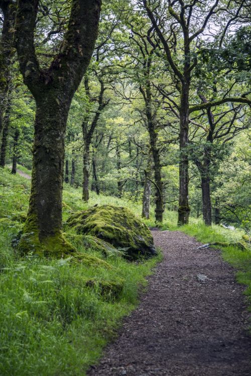 Path Through The Forest