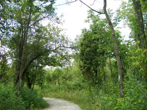 Path Through The Trees