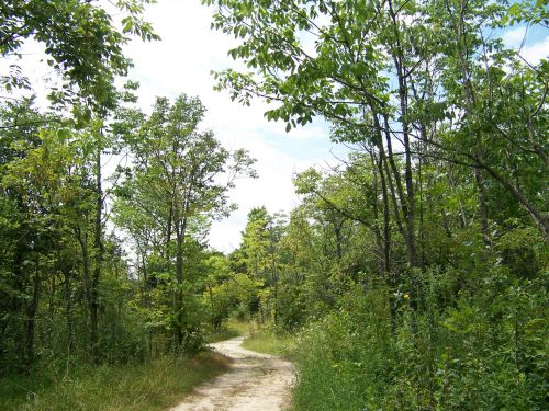 Path Through The Trees