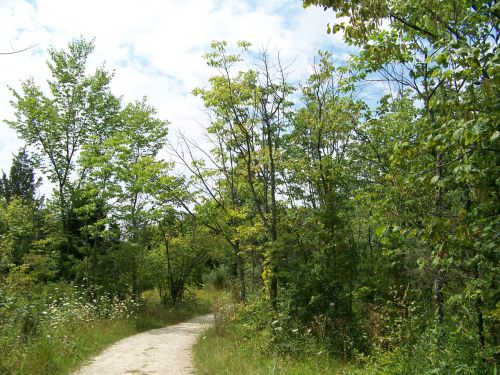 Path Through The Trees