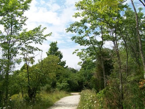 Path Through The Trees