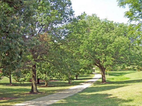 Path Through Trees