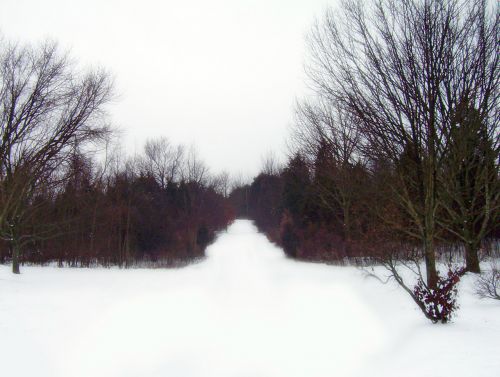 Path Through Woods In Snow