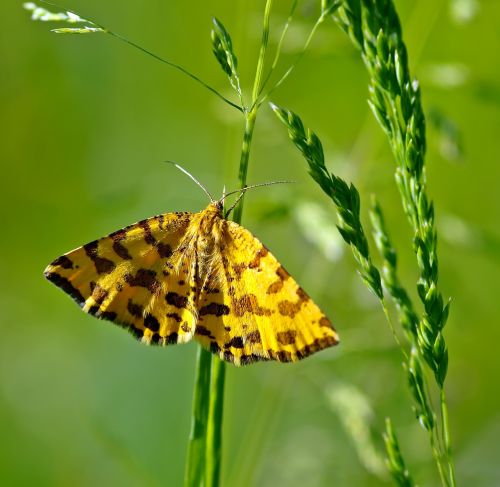 insect nature live