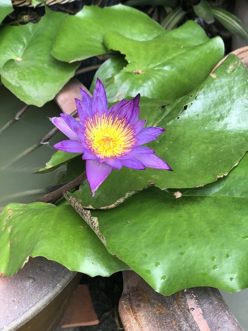 pathum  lotus  plant science
