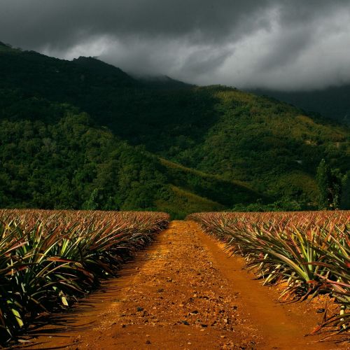 pathway corn field mountains