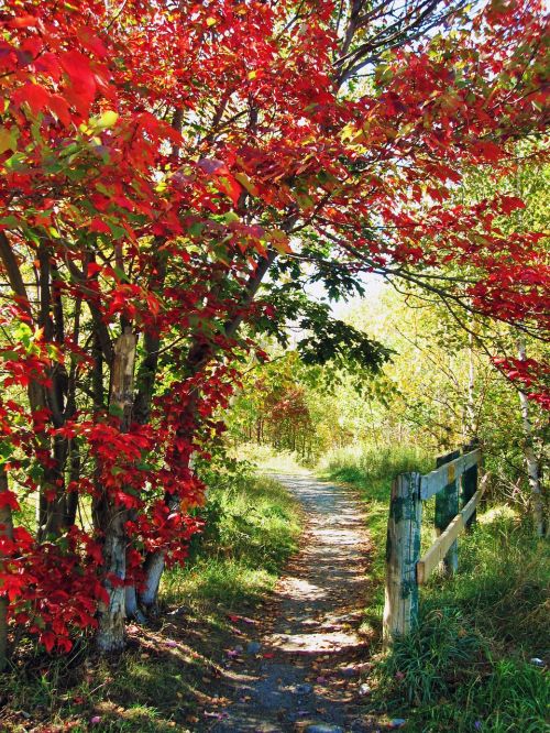 pathway autumn fall