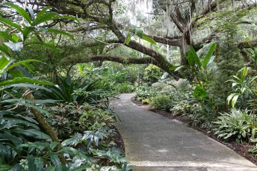 pathway tree forest