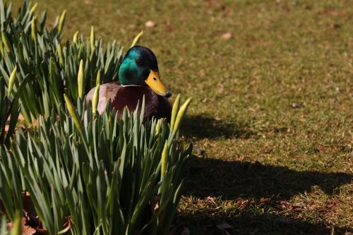 pato mirada wildlife