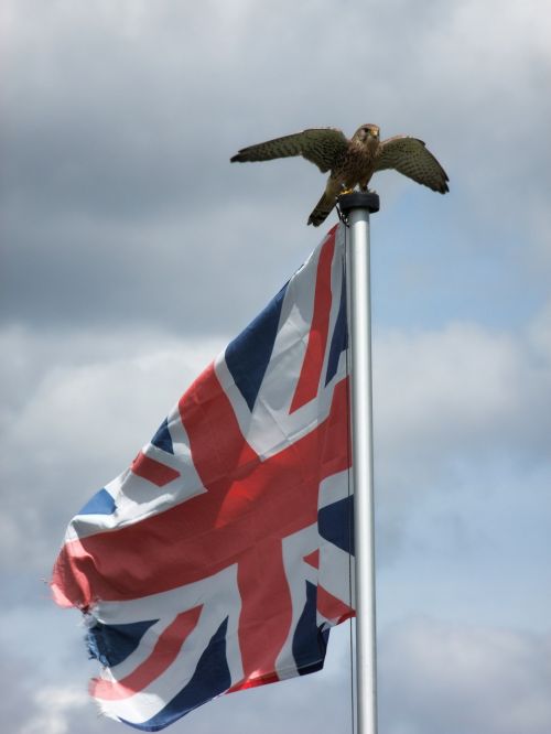 patriotic british eagle