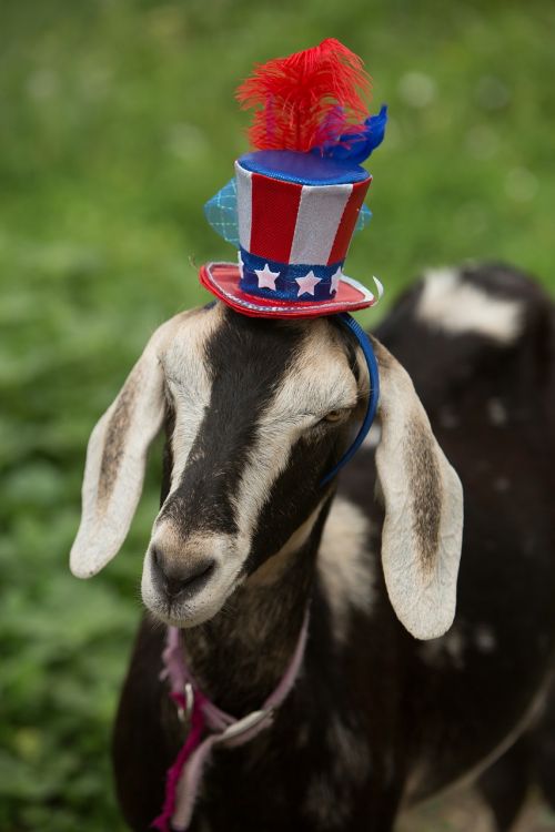 patriotic goat blue