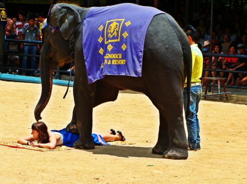 pattaya elephant show thailand