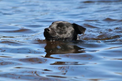 patterdale terrier terrier dog