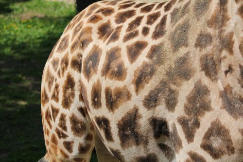 pattern giraffe rump