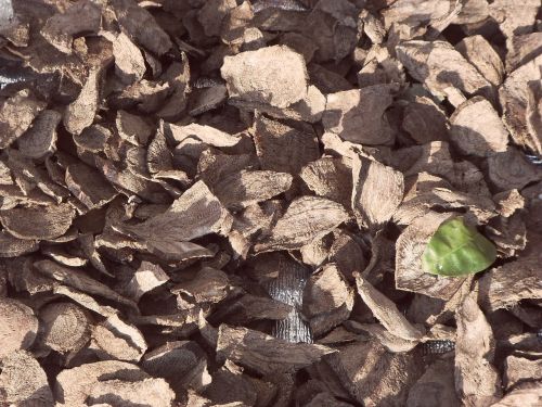 pattern green leaf