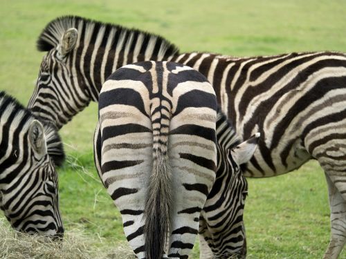 patterns zebra nature