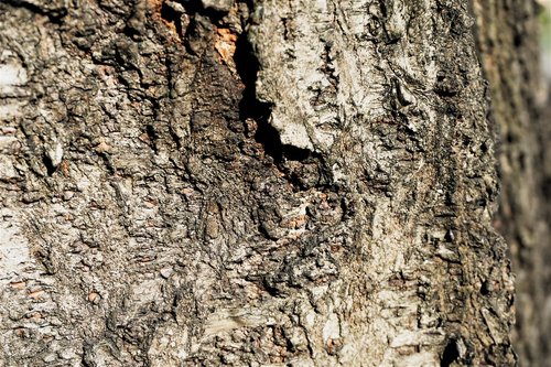 patterns  tree texture  rough surface