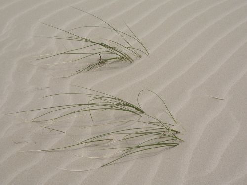 patterns sand grass