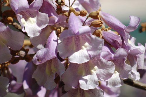 paulownia plant  spring  bloom