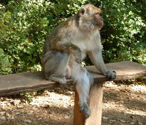 pause monkey bench