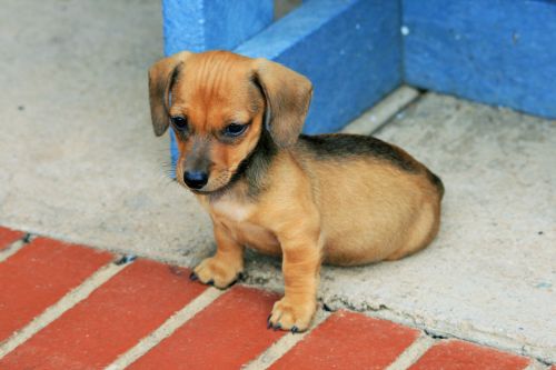 &#039;pause For A Rest&#039; Puppy