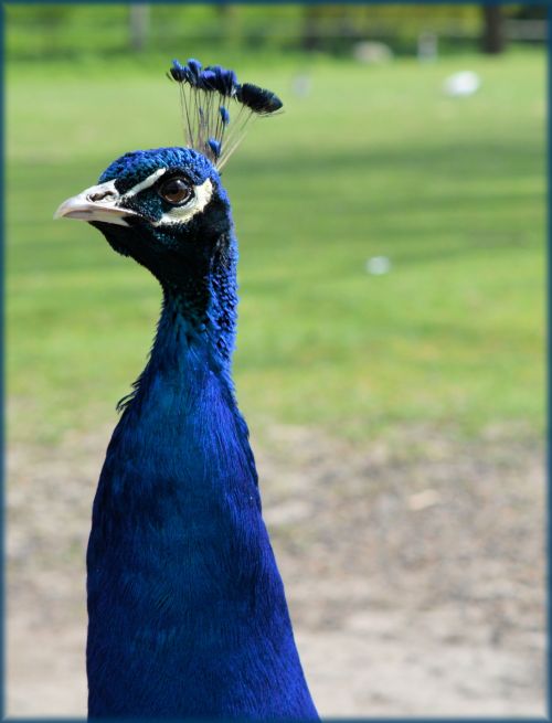 Peacock 2