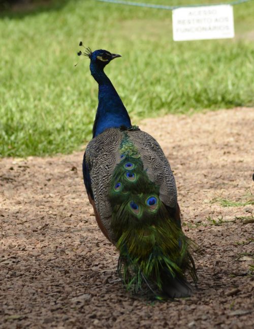 Blue Peacock