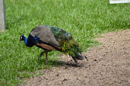 Blue Peacock