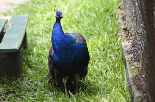 Blue Peacock