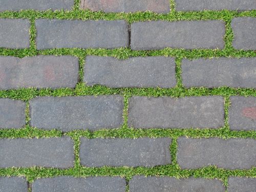 pavement plant bricks