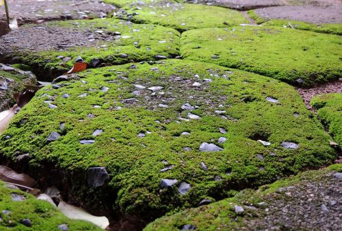 pavement moss parallelepiped