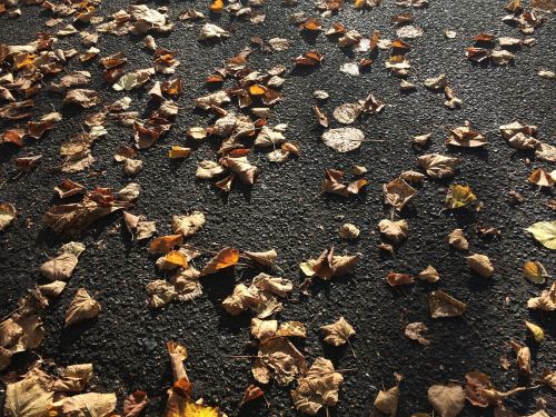 pavement autumn london