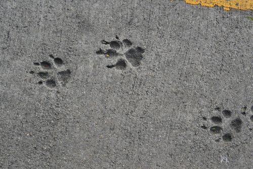 pavement dog track dog