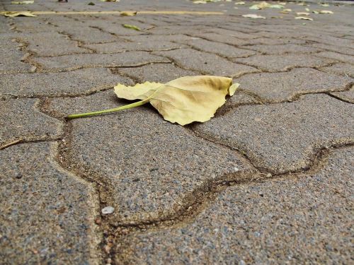 paving pavement leaf