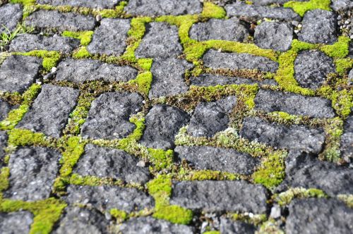 paving stones moss stone