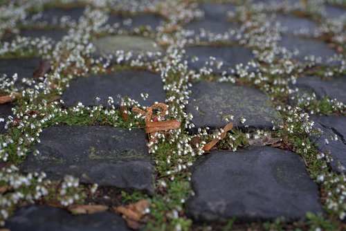 paving stones  flowers  cobblestones
