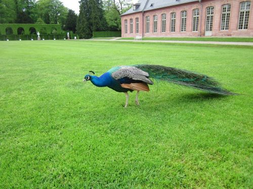 pavo cristatus peacock orangery