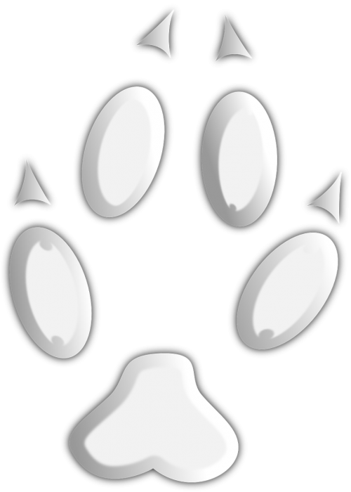 paw footprint animal