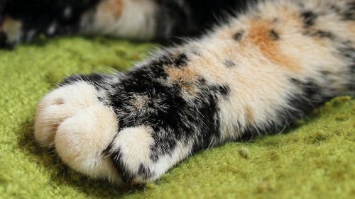 paw cat cat's paw