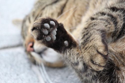 paw cat's paw cat