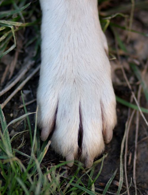paw nail dog
