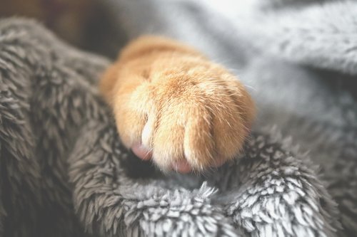 paw  furry  cat