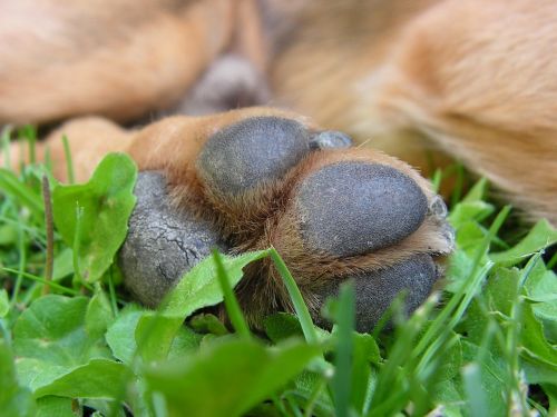 paw dog foot