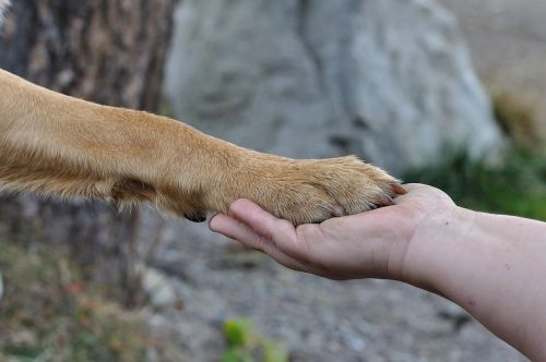 paw hand friendship