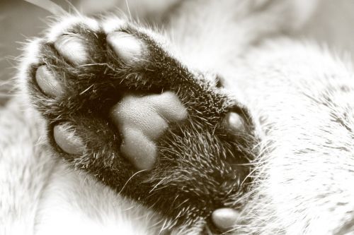 paw cat fur