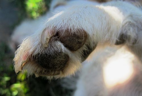 Paw And Nails Of Jack Russell