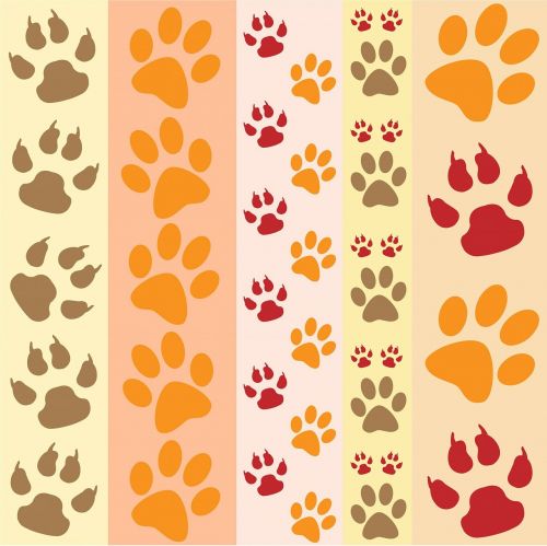 paw print paw prints fun