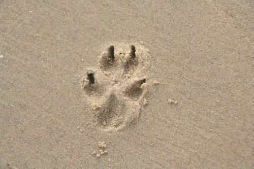 paw print sand dog paw